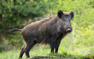 Дикие кабаны – главные переносчики вируса африканской чумы свиней