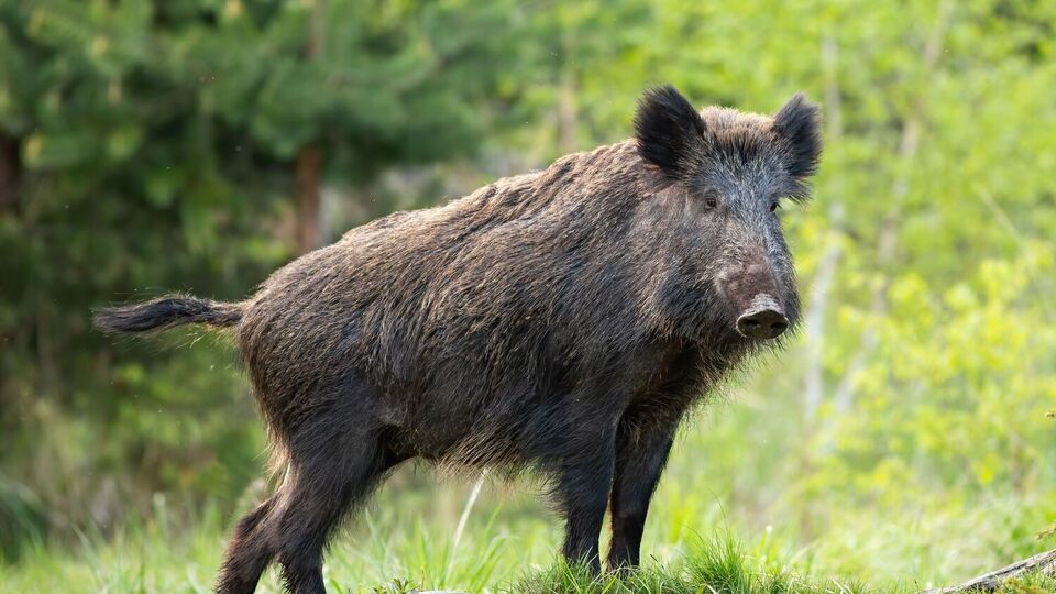 Дикие кабаны – главные переносчики вируса африканской чумы свиней