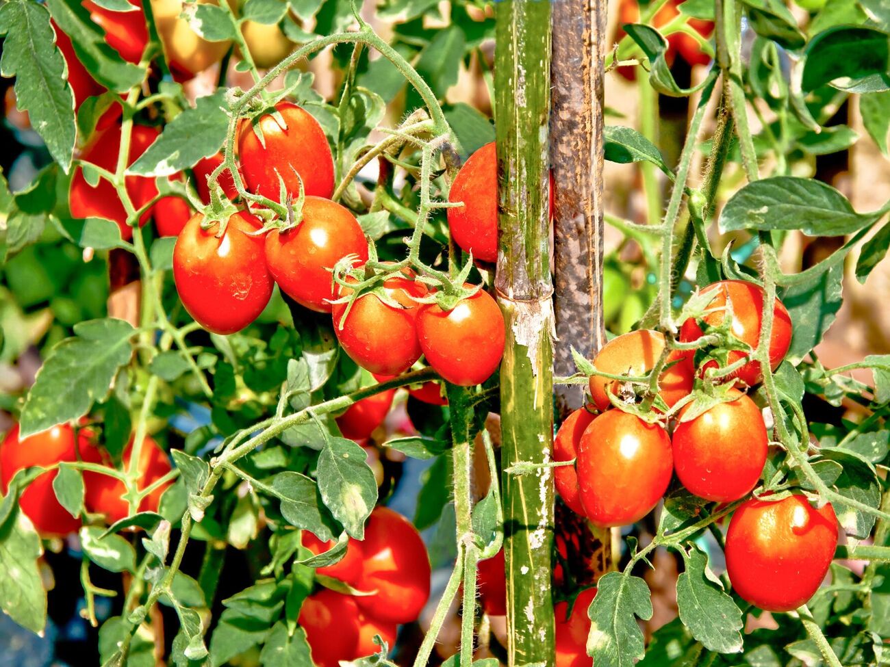 Якщо ви бачите цвіт на стеблі, але зав'язі немає – зрізайте цю частину рослини