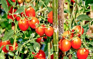 Якщо ви бачите цвіт на стеблі, але зав'язі немає – зрізайте цю частину рослини