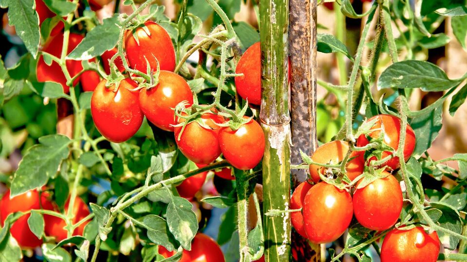 Якщо ви бачите цвіт на стеблі, але зав'язі немає – зрізайте цю частину рослини