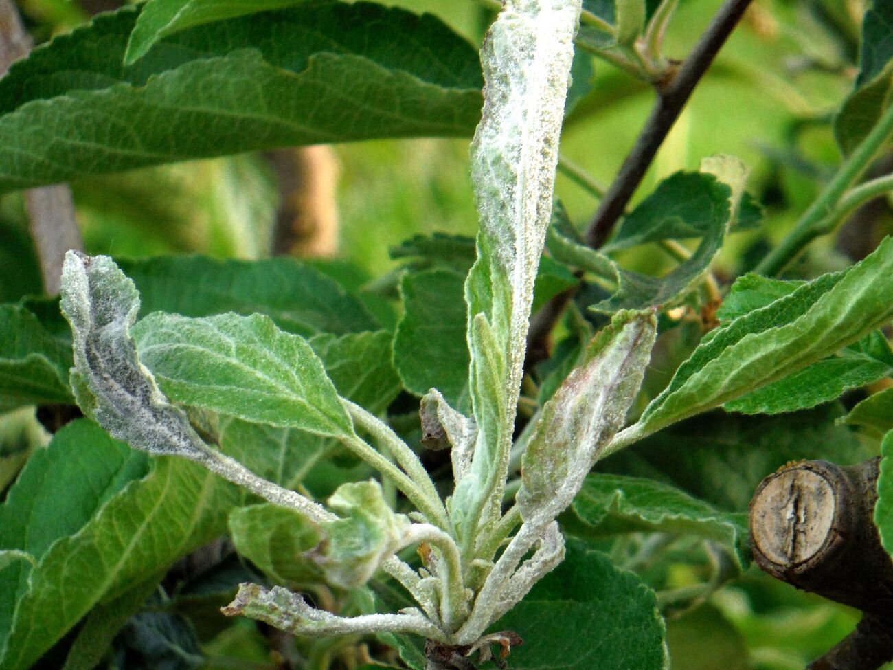 Садівники рекомендують восени видалити уражені борошнистою росою гілки