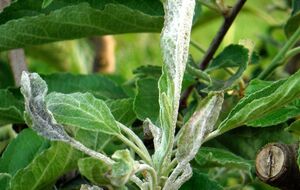 Садівники рекомендують восени видалити уражені борошнистою росою гілки