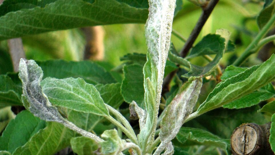 Садоводы рекомендуют осенью удалить пораженные мучнистой росой ветки