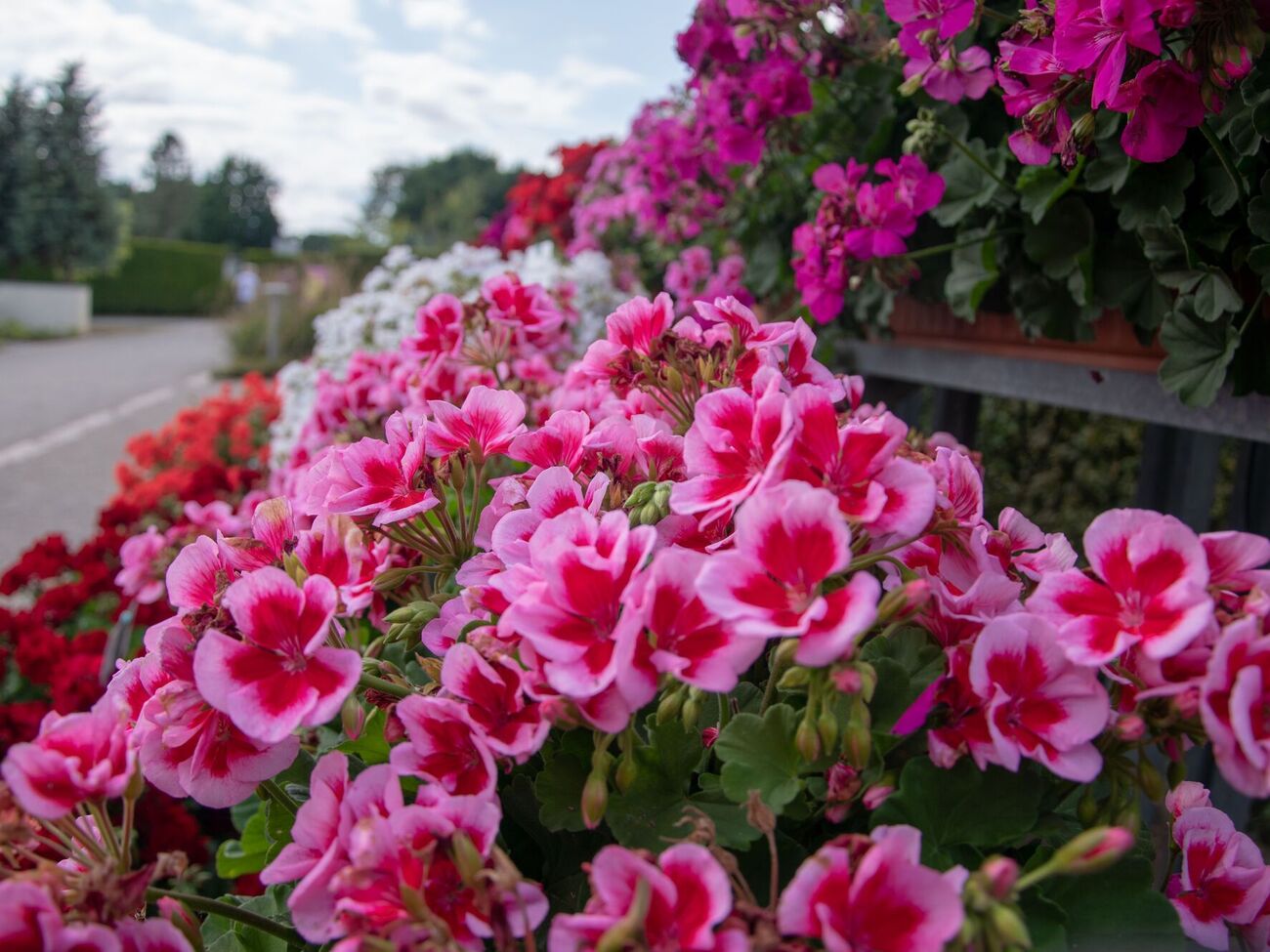 Повторное цветение герани возможно после полива ее содовым раствором