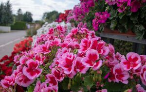 Повторное цветение герани возможно после полива ее содовым раствором