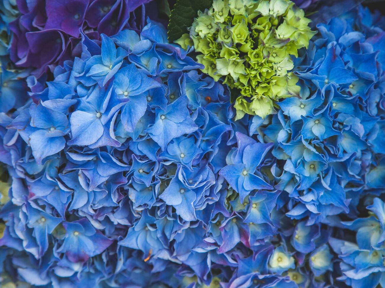 Гортензии будут цвести обильнее, если их подкармливать