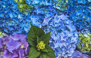 Гортензія матиме дуже яскравий колір