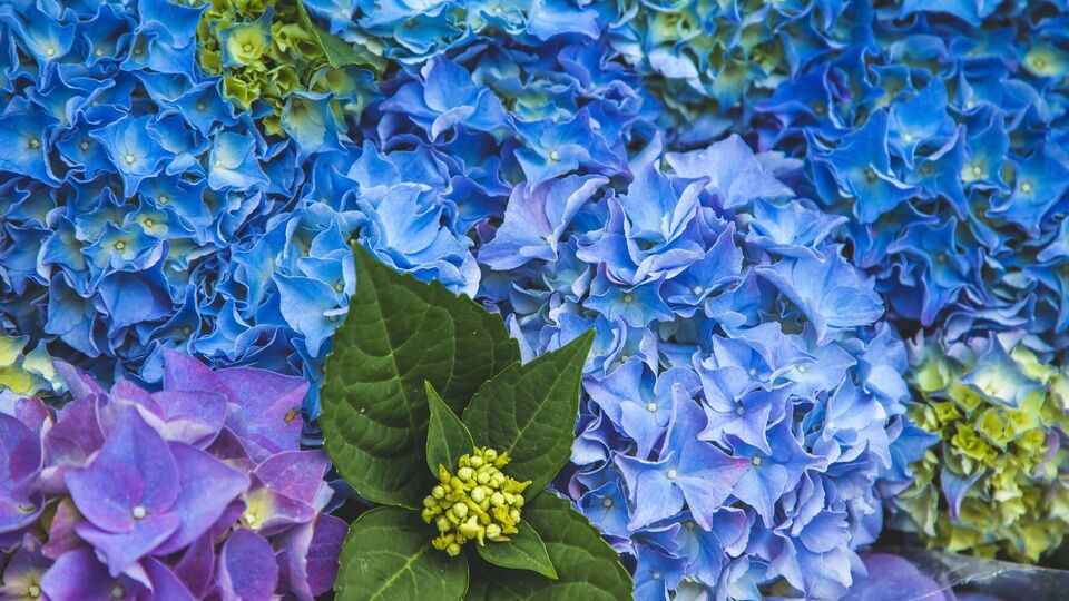 Гортензія матиме дуже яскравий колір