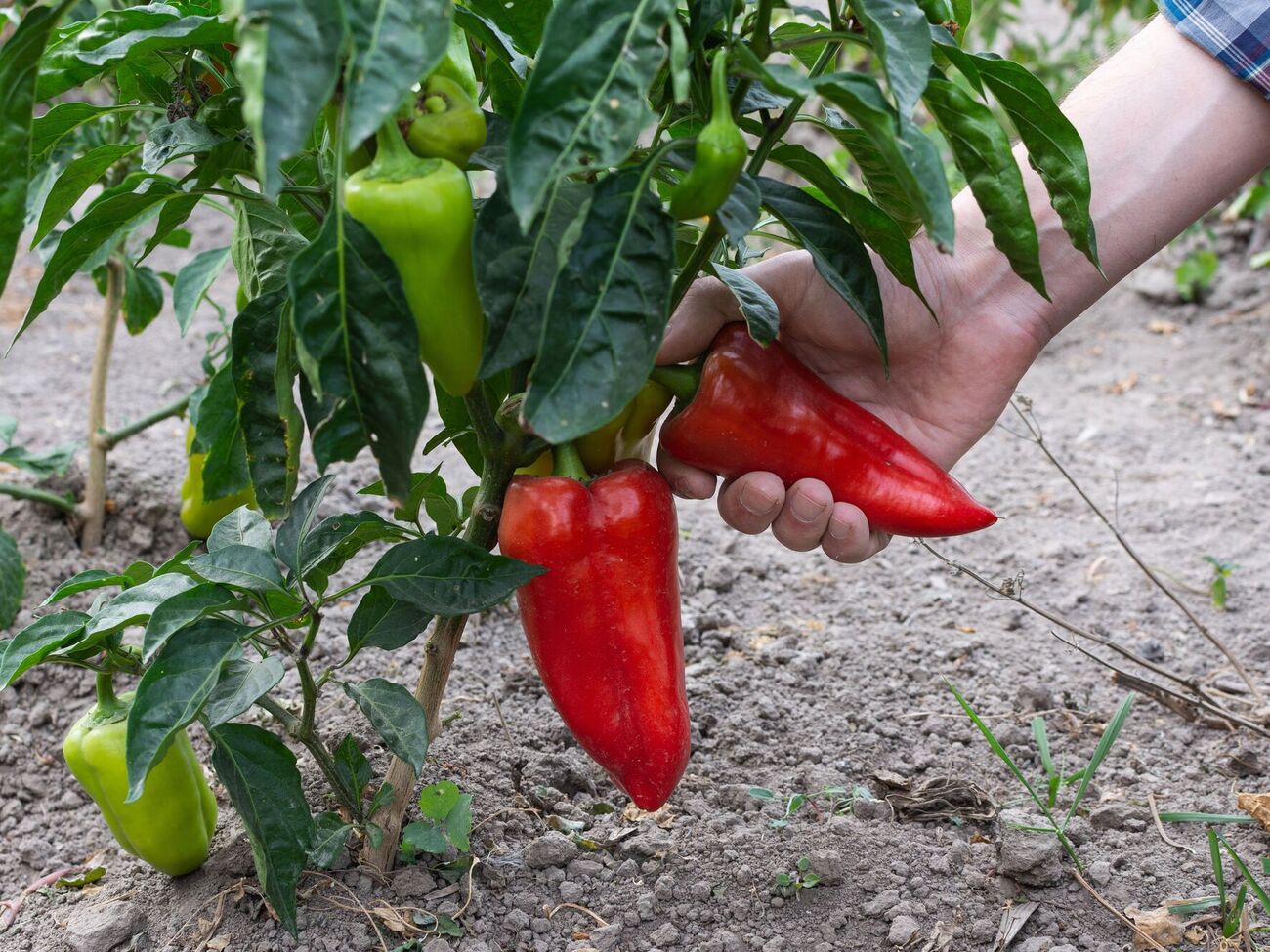 Огородники рекомендуют собирать перец на стадии, когда он уже вырос, но еще окончательно не покраснел