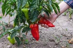 Огородники рекомендуют собирать перец на стадии, когда он уже вырос, но еще окончательно не покраснел