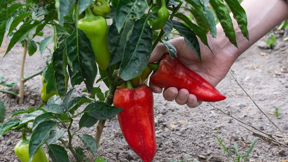 Огородники рекомендуют собирать перец на стадии, когда он уже вырос, но еще окончательно не покраснел