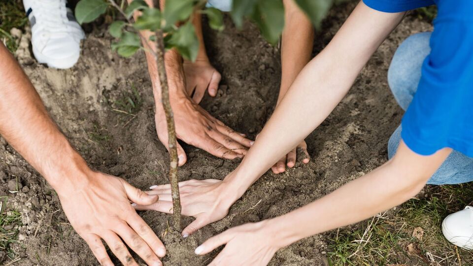 Дерева не можна саджати занадто глибоко