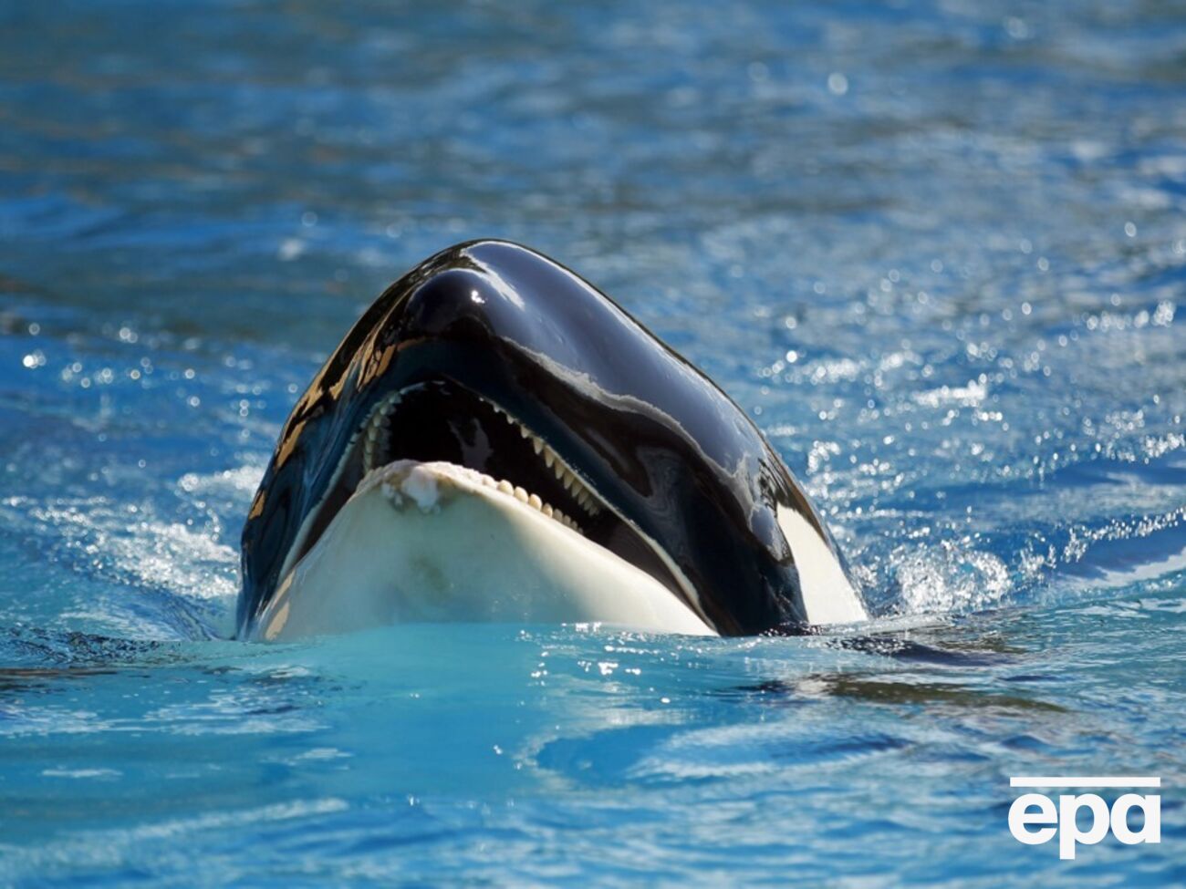 Видео с нападением косатки собрало миллионы просмотров