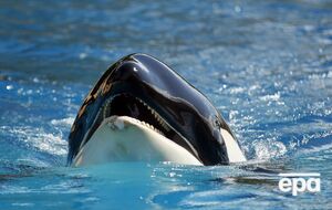 Відео з нападом косатки зібрало мільйони переглядів