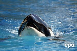 Видео с нападением косатки собрало миллионы просмотров