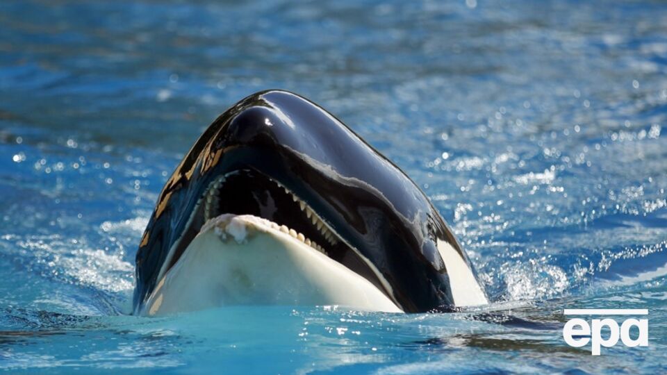 Видео с нападением косатки собрало миллионы просмотров