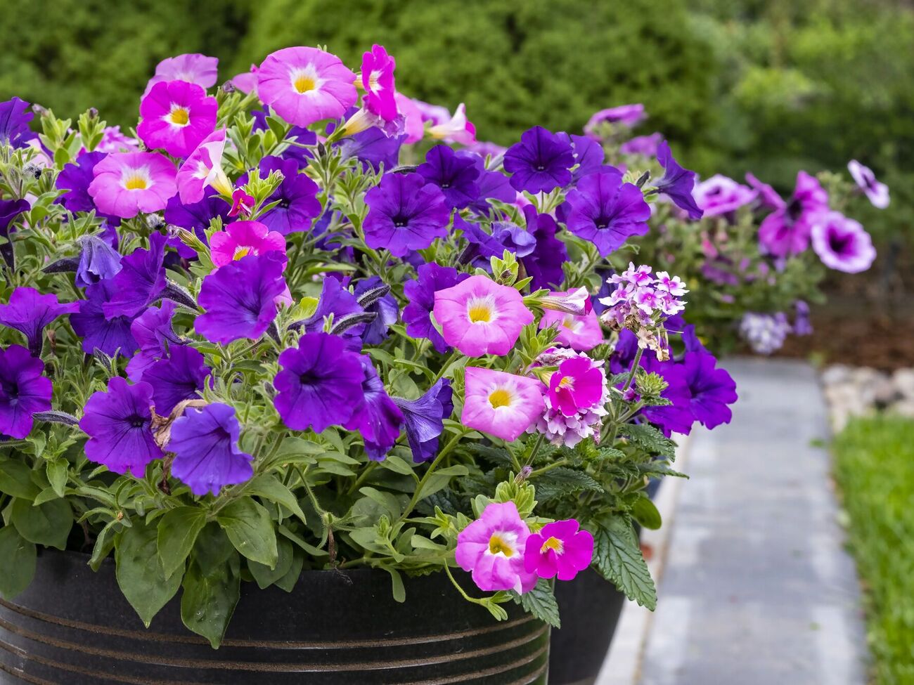 Поливати петунії розчином можна під корінь