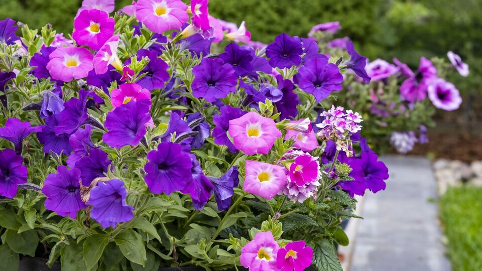 Поливать петунии раствором можно под корень