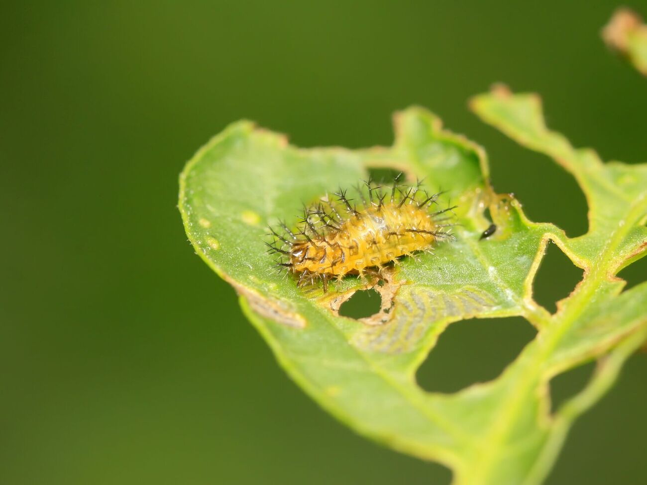 Определить вредителя на растении можно по характеру повреждений