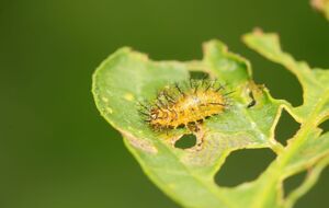 Определить вредителя на растении можно по характеру повреждений