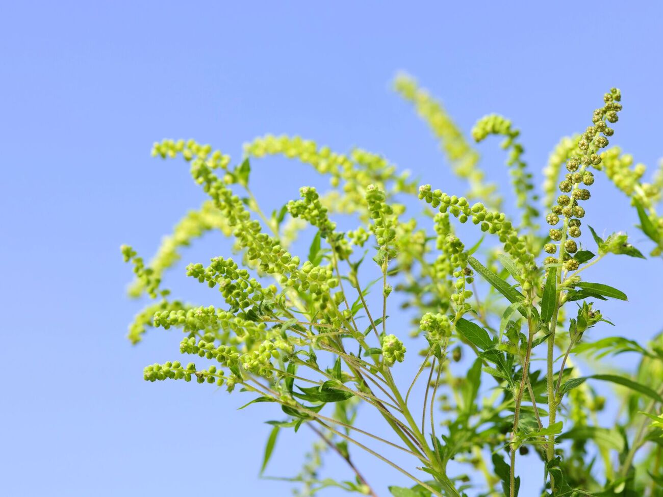 Некоторые продукты усиливают аллергию на амброзию