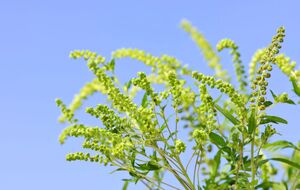 Некоторые продукты усиливают аллергию на амброзию