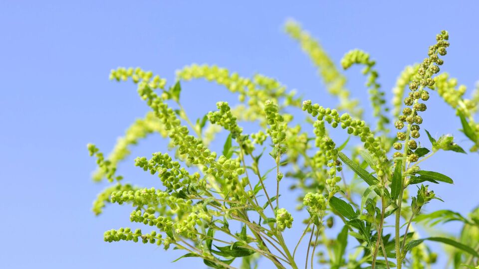 Деякі продукти підсилюють алергію на амброзію