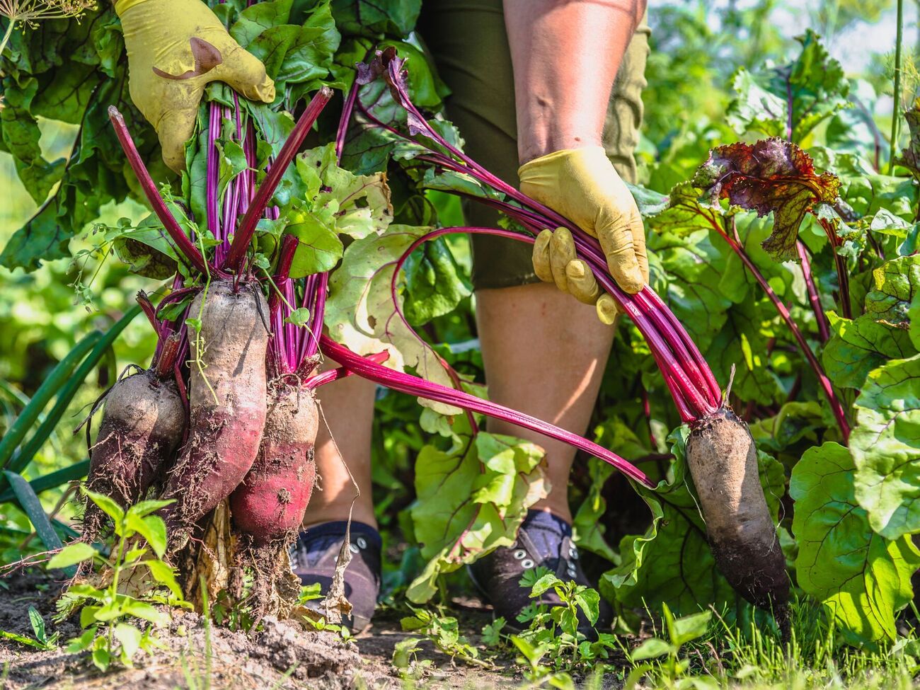 Как правило, свеклу начинают копать с конца сентября до середины октября