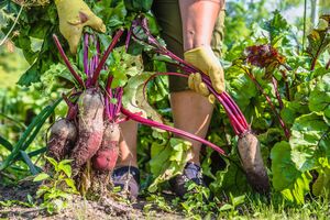 Как правило, свеклу начинают копать с конца сентября до середины октября