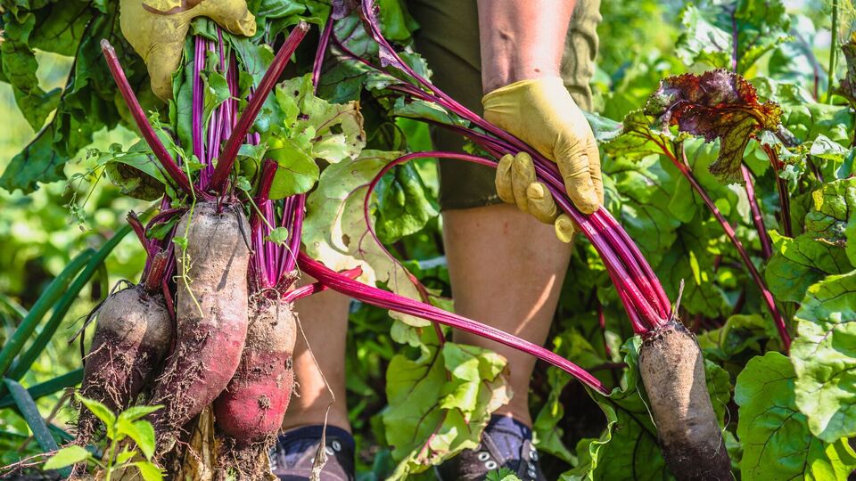 Как правило, свеклу начинают копать с конца сентября до середины октября