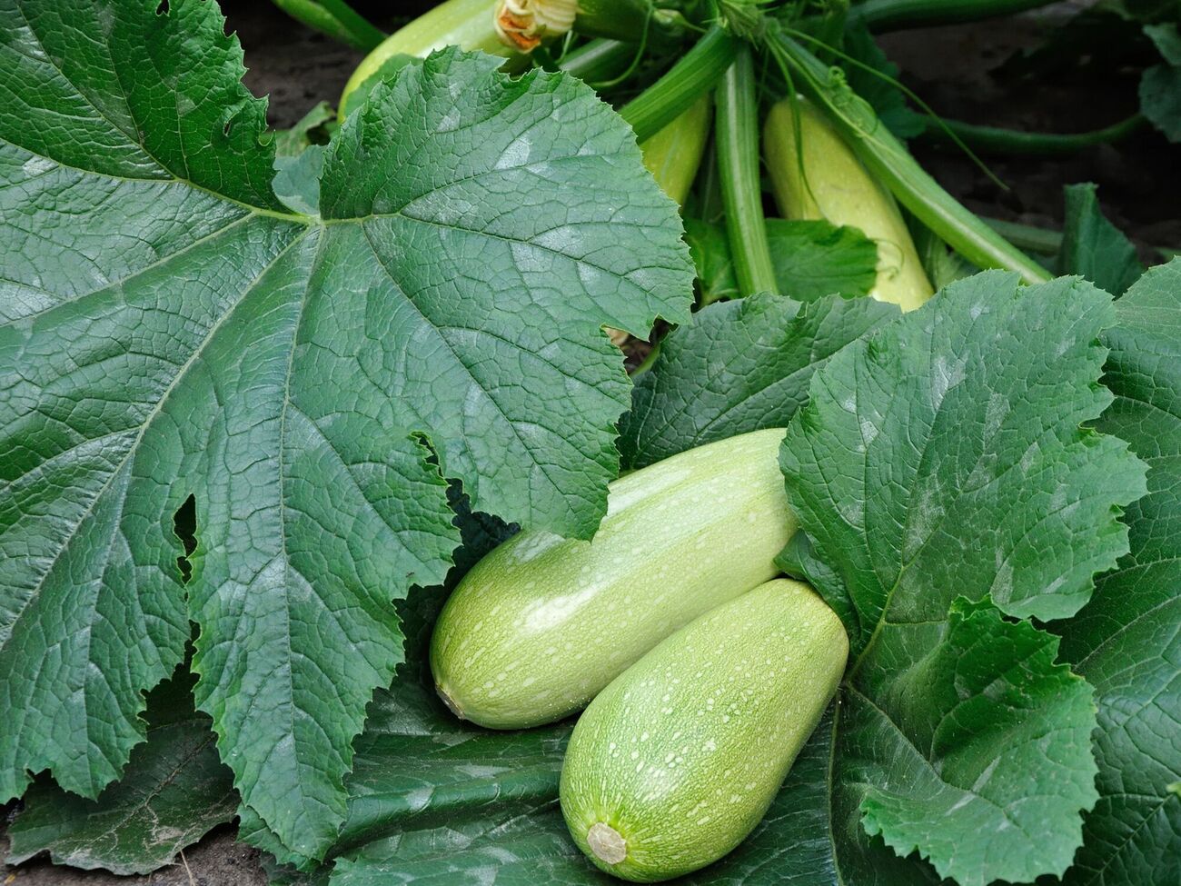 Кабачки удивят продолжительностью плодоношения