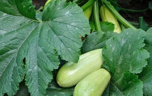Кабачки удивят продолжительностью плодоношения