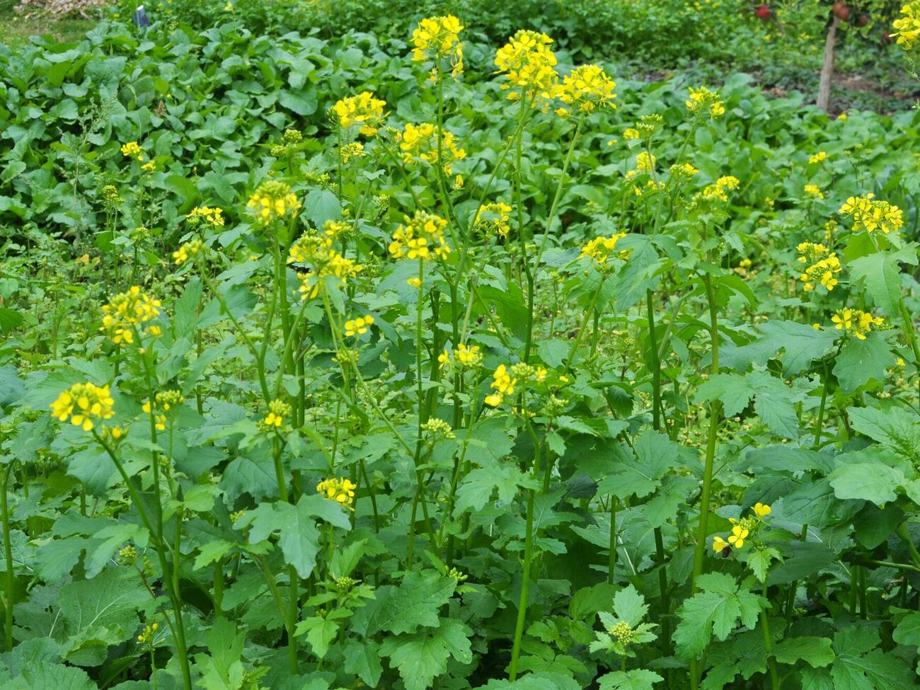Гірчиця містить багато ефірних олій, які відганяють комах-шкідників і захищають культури від грибка