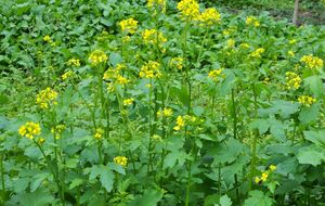 Гірчиця містить багато ефірних олій, які відганяють комах-шкідників і захищають культури від грибка