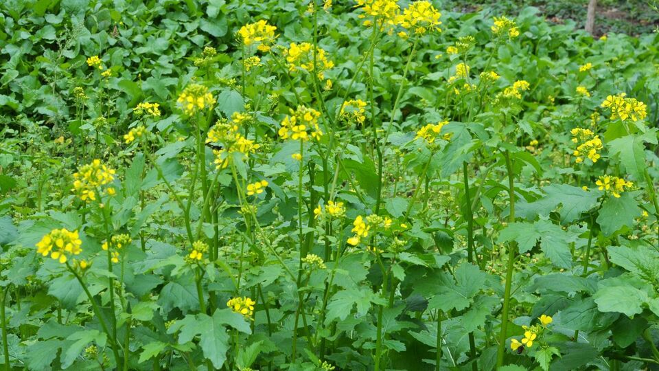 В горчице содержится много эфирных масел, которые отгоняют насекомых-вредителей и защищают культуры от грибка