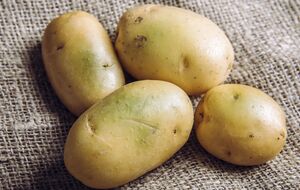 Зелена картопля є небезпечною