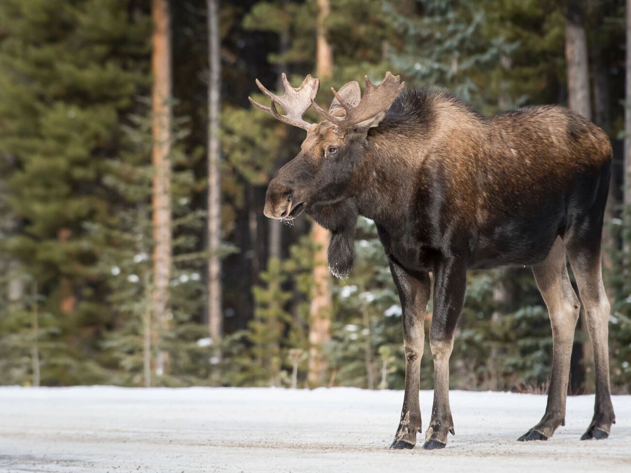 Российские СМИ не уточнили, выжил ли после аварии лось