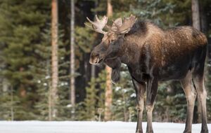 Российские СМИ не уточнили, выжил ли после аварии лось