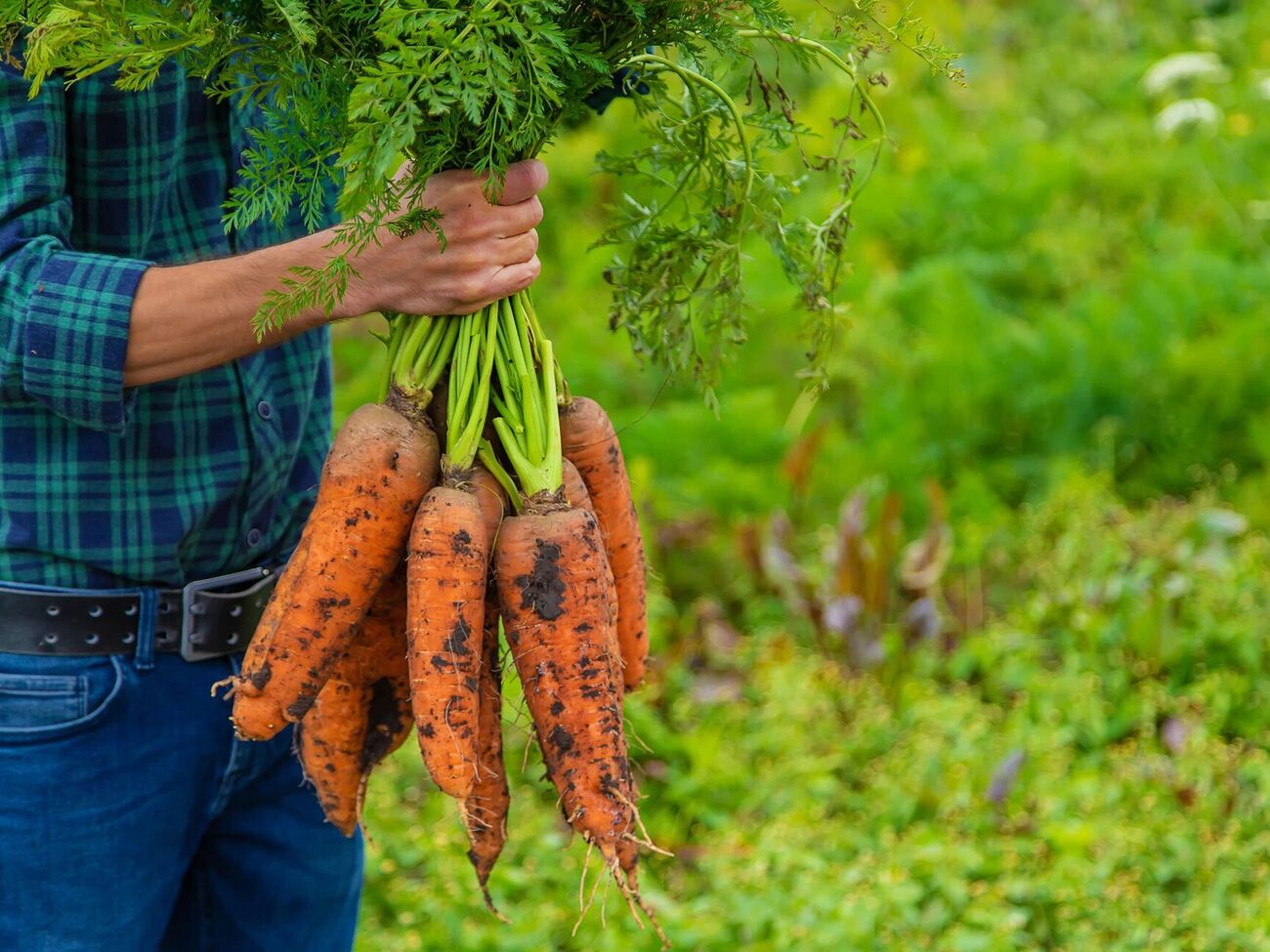 Морковь обычно начинают собирать в конце сентября