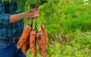 Моркву зазвичай починають збирати наприкінці вересня