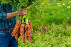 Моркву зазвичай починають збирати наприкінці вересня