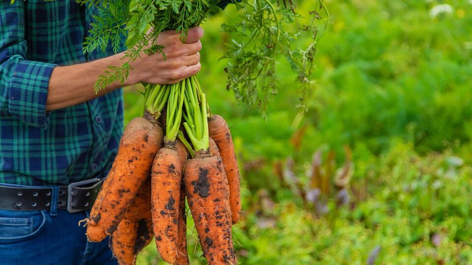 Морковь обычно начинают собирать в конце сентября