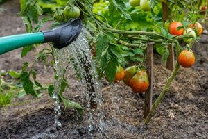 Томати в серпні краще поглинають рідкі добрива
