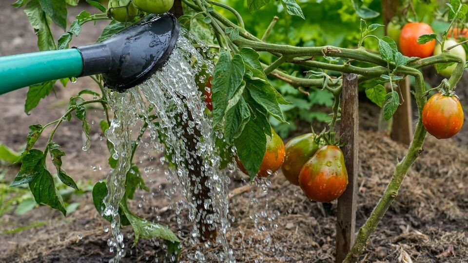 Томаты в августе лучше поглощают жидкие удобрения