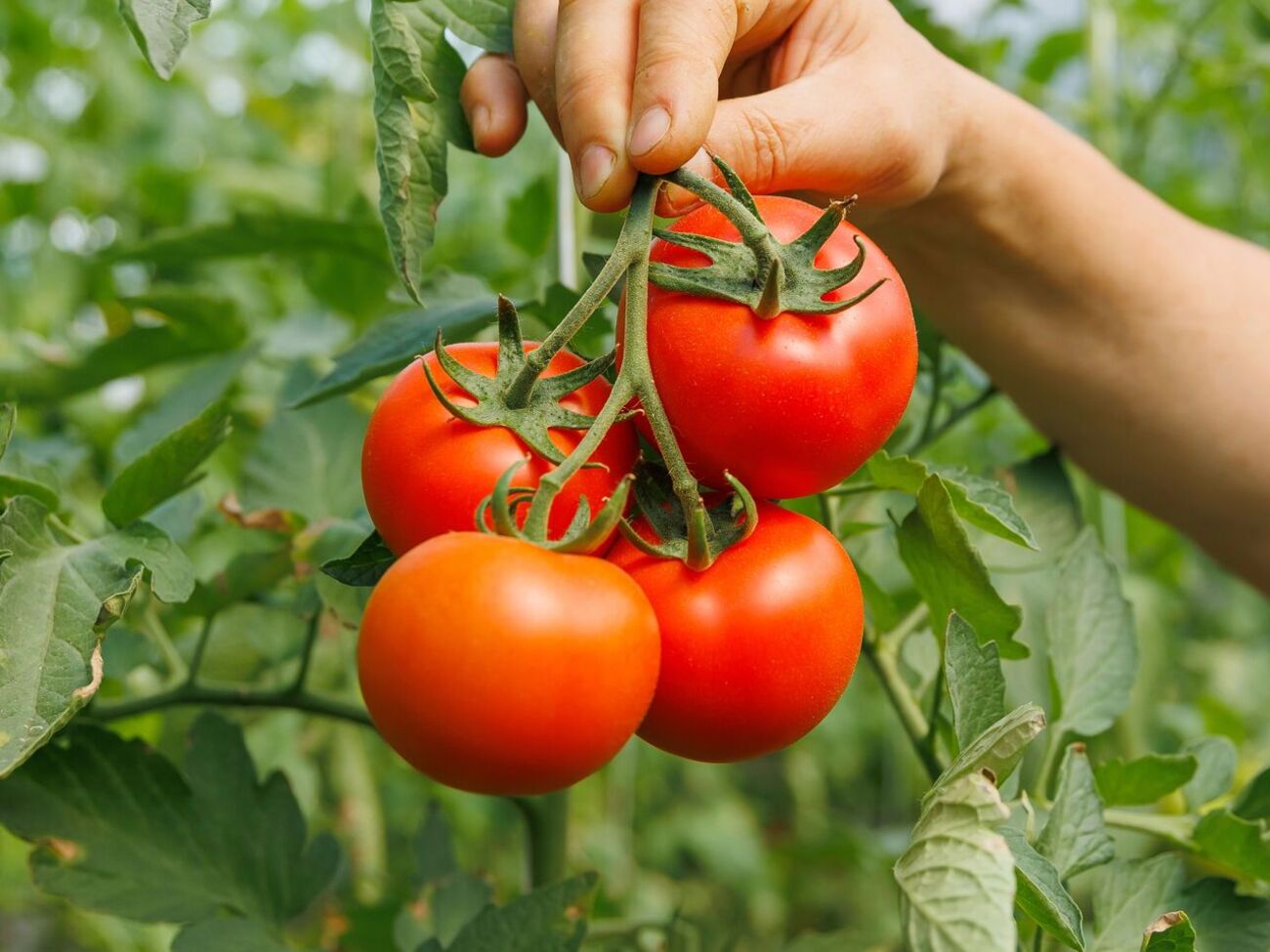 Найперше, що варто зробити для гарного врожаю помідорів, – підв'язати кущі