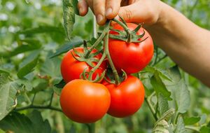 Найперше, що варто зробити для гарного врожаю помідорів, – підв'язати кущі