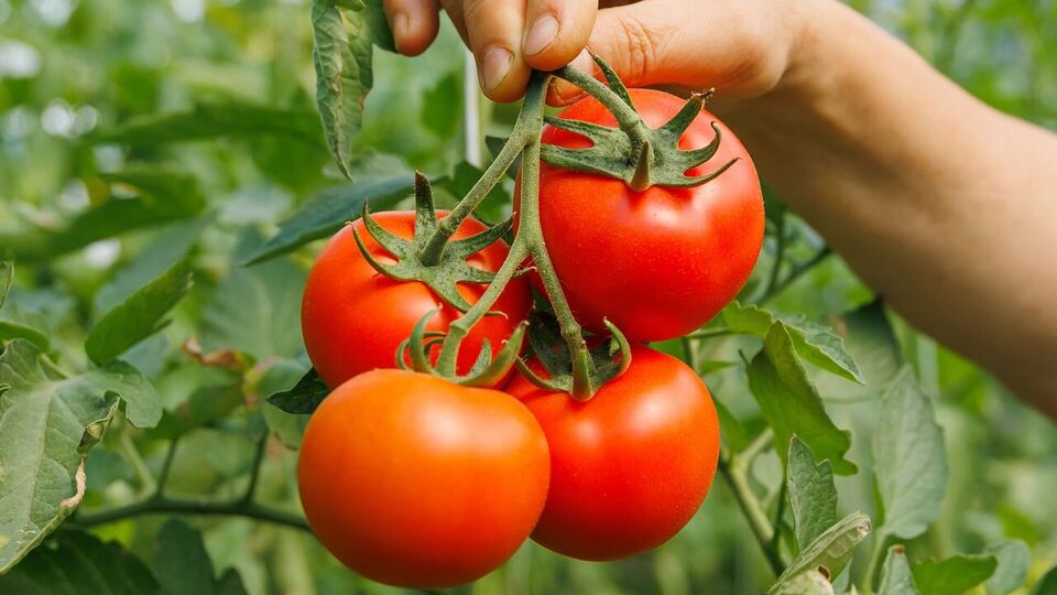 Найперше, що варто зробити для гарного врожаю помідорів, – підв'язати кущі