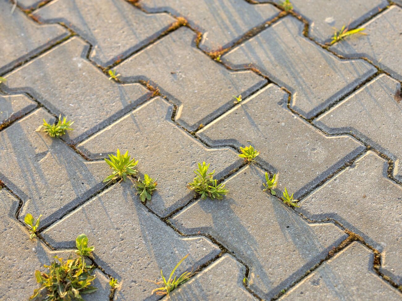 Сорняки на плитке нужно обработать раствором