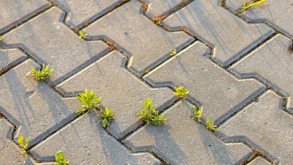Сорняки на плитке нужно обработать раствором